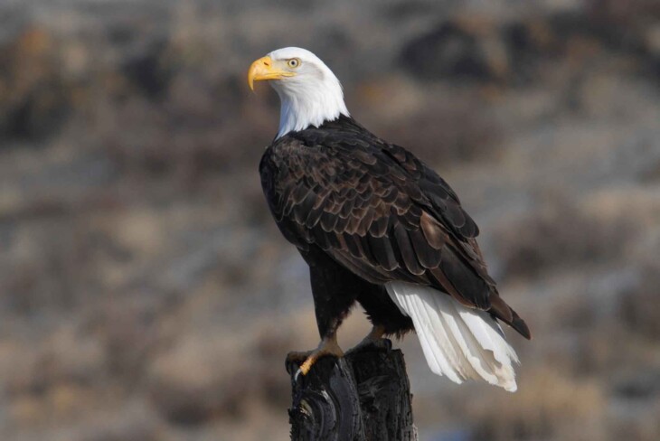 Adult bald eagle