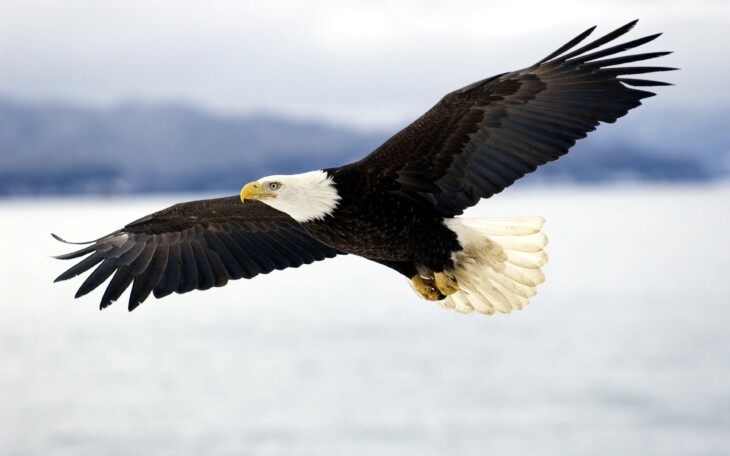 Bald eagle 1541817